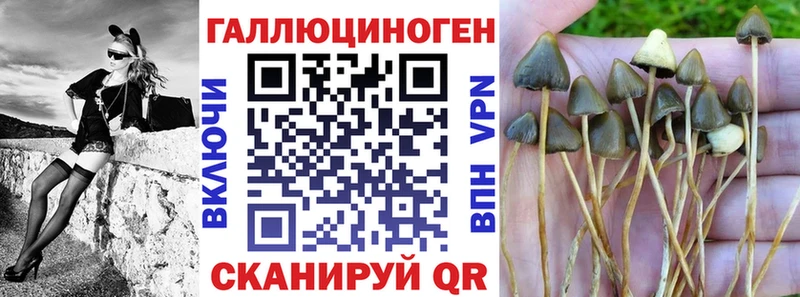 KRAKEN как войти где можно купить Усть-Джегута Псилоцибиновые грибы прущие грибы